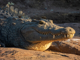 crocodile in the zoo