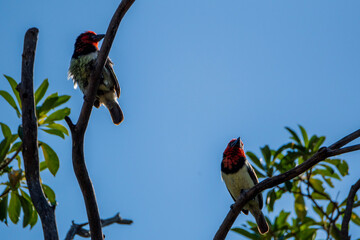 red billed hummingbird