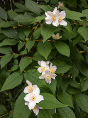 Philadelphus mock-orange jasmine branch with white flowers on bush green leaves background. Close up. Selective soft focus. Shallow depth of field. Text copy space.