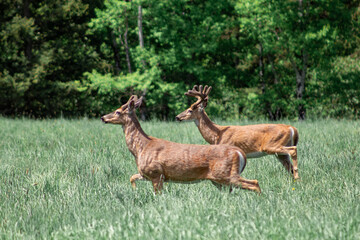 2 deer running in the field, forest in background, profile of deer