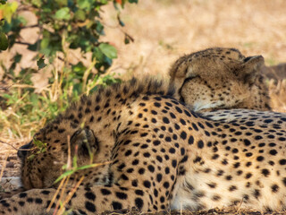 cheetah in the grass