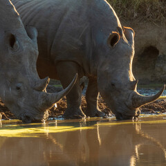Naklejka premium rhino in the zoo