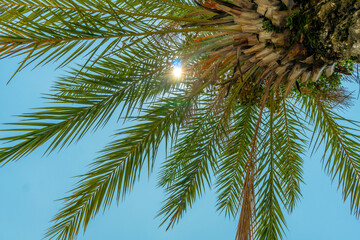 Fototapeta na wymiar The Palm