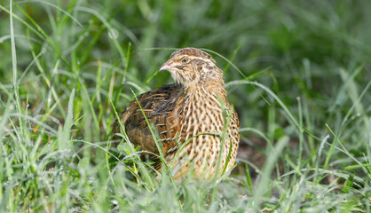Wild domestic common quail -  coturnix coturnix, or European quail, is a small ground-nesting game bird in the pheasant family Phasianidae. Non native to Florida, domestic escapee