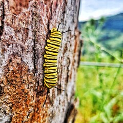 caterpillar on a leaf