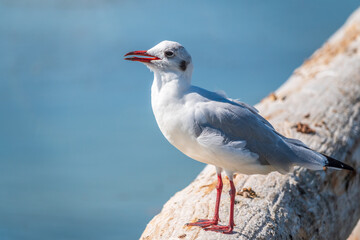 One seagull sits on a old sea pier. The European herring gull