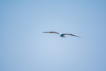 Sea gull in the clear blue sky.