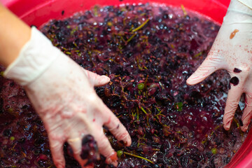 Making wine. Woman hands wrinkle bunches of grapes in a basin. Juicy berry pulp, selective focus