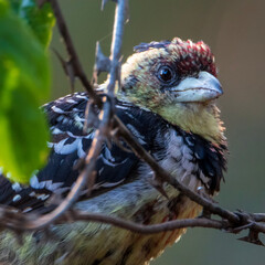 portrait of a peacock