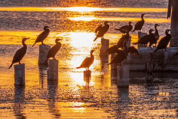A flock of cormorants sits on a old sea pier in orange sunset light
