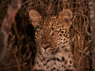 close up of leopard
