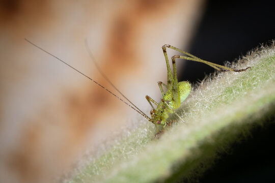 green insect on grass