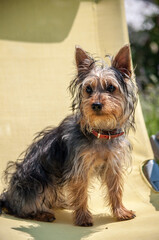 Puppy of a Silky Terrier sits in the garden in summer