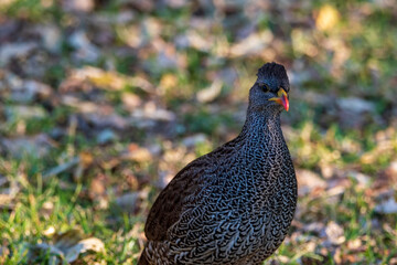 pheasant in the grass