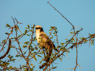 red tailed hawk