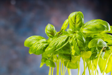 Fresh basil in pot on dark background. Home grown green basil
