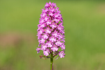 Close up of a pyramid orchid (anacamptis pyramidalis) flower in bloom