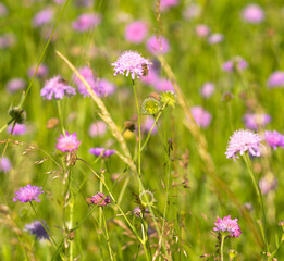 Flowers of Knautia close up on a meadow