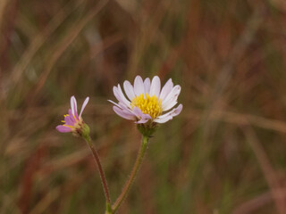 pink cosmos flower