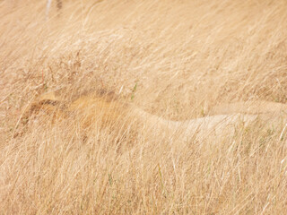 Fototapeta premium field of wheat