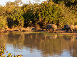 Obraz premium herd of elephants