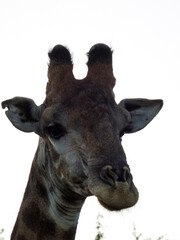 Naklejka premium portrait of a giraffe