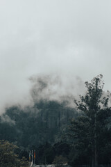 Lasy w mgle