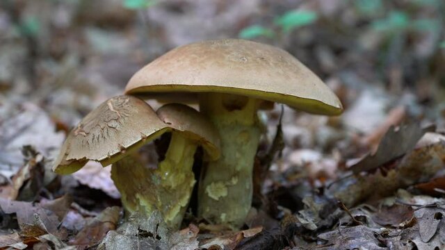 Penny Bun, Cep, Porcini mushroom in natural environment (Boletus edulis) - (4K)