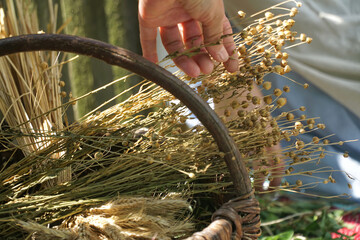 Bundles of dry cereals, flax and rye in the wicker basket. Organic farming. Agriculture.