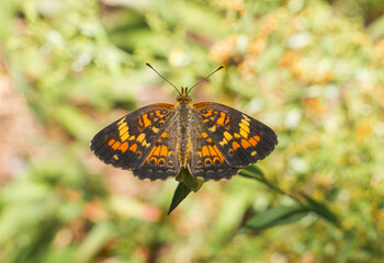 pearl crescent - Phyciodes tharos is a butterfly of North America. It is found in all parts of the United States except the west coast.  Wings open top view