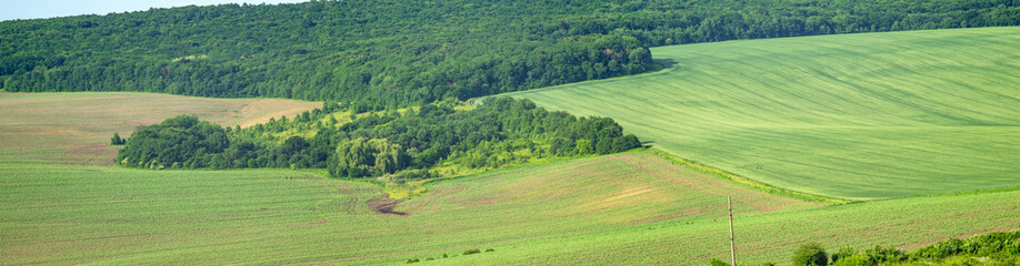 Beautiful summer landscape green sown field on a sunny day in Ukraine