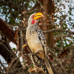 yellow billed hornbill