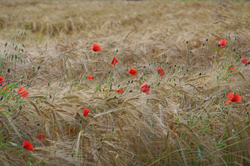 Zahlreiche aufgeblühte und verblühte Mohnblumen am Rand eines Getreidefeldes; sie stehen im Wind