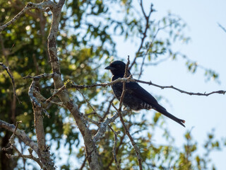 crow on a tree