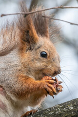 The squirrel with nut sits on a branches in the spring or summer. Portrait of the squirrel close-up