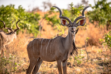 Botswana, Reise, Safari