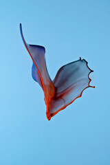 Butterfly - Liquid Drop Art