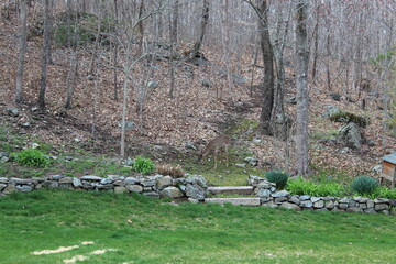 Deer walking and foraging in a backyard garden near the forest on an early spring day