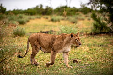 Naklejka premium Botswana, Reise, Safari
