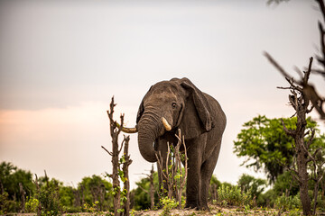 Fototapeta premium Botswana, Reise, Safari