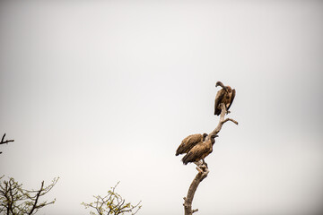 Botswana, Reise, Safari