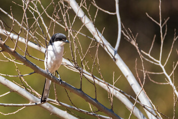 white breasted nuthatch
