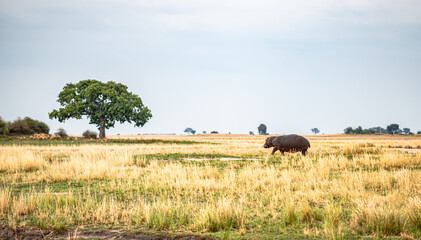 Naklejka na ściany i meble Botswana, Reise, Safari