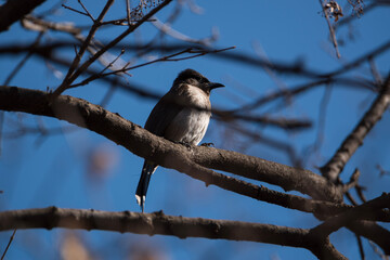 bird on a tree
