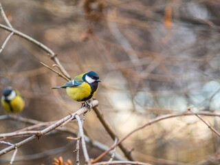 Cute bird Great tit, songbird sitting on a branch without leaves in the autumn or winter.