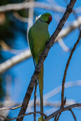 blue and yellow macaw