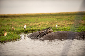 Botswana, Reise, Safari