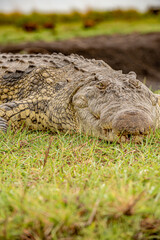 Botswana, Reise, Safari