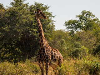 giraffe in the savannah