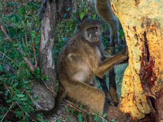 a long macaque